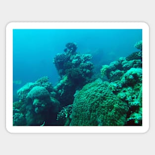 coral reef in the sea Sticker